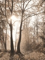 Woodland Sunrise Fine Art Print