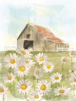 Field of Daisies Fine Art Print