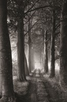 Forest Path Fine Art Print