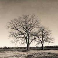 Tree No. 57 Fine Art Print