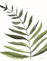 Fern 1 Fine Art Print