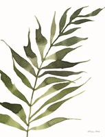 Fern 2 Fine Art Print