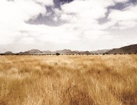 Meadow Fine Art Print