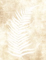 Fern Frond 2 Fine Art Print