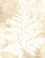 Fern Frond 3 Fine Art Print
