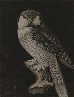 Moody Owl Framed Print