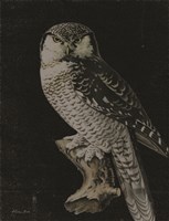Moody Owl Fine Art Print