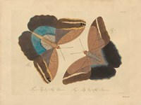 Vintage Butterflies 2 Fine Art Print