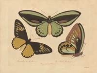 Vintage Butterflies 3 Framed Print