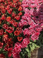 Dutch Treat Fine Art Print