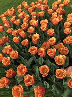 Tulip Festival Fine Art Print