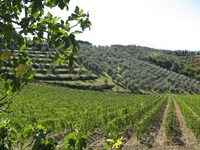 Tuscan Hills Fine Art Print