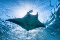 Manta Ray Fine Art Print