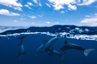 Between Air and Water with the Dolphins Fine Art Print