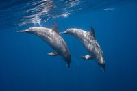 Two Bottlenose Dolphins Fine Art Print