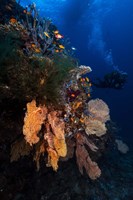 Diving Fine Art Print