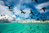 Ocean Bird Fine Art Print