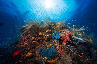 Apnea Fine Art Print