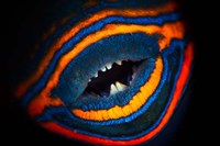 Orange-lined Triggerfish Fine Art Print