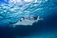 Manta Ray 2 Fine Art Print