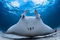 Take Off / Manta Airline Fine Art Print