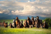 Running Free II Fine Art Print