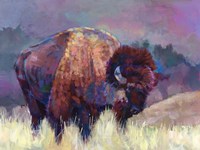 Buffalo Roam Fine Art Print