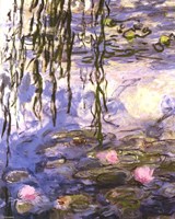 Waterlilies (pink flowers) Fine Art Print