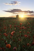 Poppy Fields of Sweden Fine Art Print