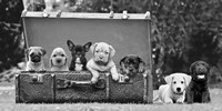 Dog Pups in a Suitcase Framed Print