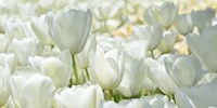Field of White Tulips Fine Art Print