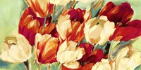 Red & White Tulips Framed Print