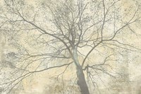 Below My Tree II Fine Art Print