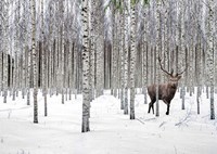 Stag in Birch Forest, Norway Fine Art Print