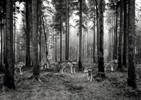 Pack of Wolves in the Woods (BW) Fine Art Print