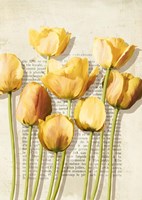 Tulipes et Histoires Fine Art Print