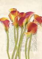 Callas et Histoires Fine Art Print