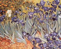 Irises in the Garden, Saint-Remy, c.1889 Fine Art Print