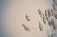 Dried Grass Study Fine Art Print