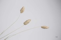 Grass Study Color Fine Art Print