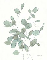 Transparent Leaves Eucalyptus Framed Print