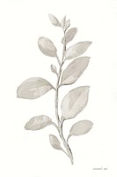 Gray Sage Leaves II on White Fine Art Print