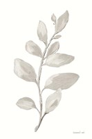 Gray Sage Leaves I on White Fine Art Print