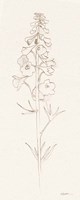 Delphinium II Fine Art Print