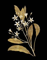 Gold Botanical V on Black Fine Art Print