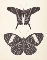 Papillons II Neutral Framed Print