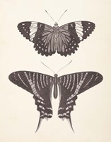 Papillons I Neutral Fine Art Print