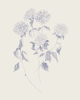 Flowers on White V Blue Fine Art Print