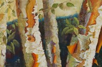 Birch Forest Fine Art Print