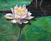 Lily Fine Art Print